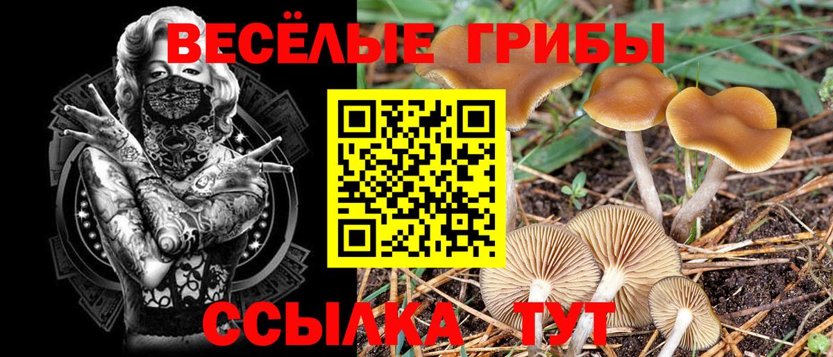 Псилоцибиновые грибы Cubensis Шали